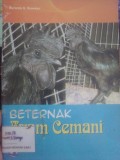 Beternak Ayam Cemani